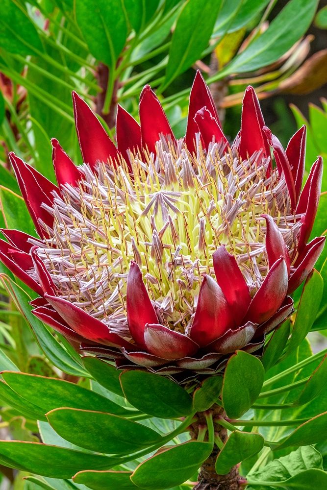 King Protea flower